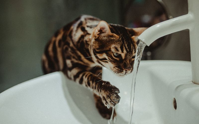 Cat drinking fresh running water indoors