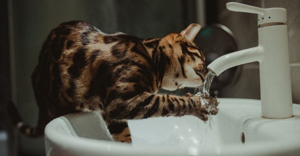 How Often Should You Change a Cat Fountain Filter?