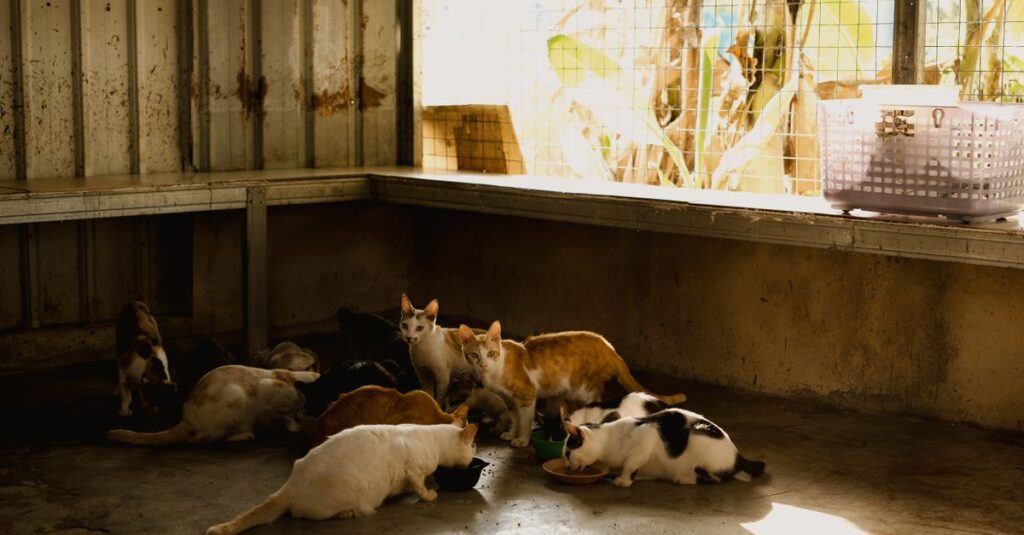 Wet vs dry cat food: which is better?