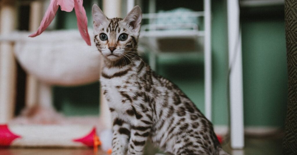 Cat playing with an interactive toy