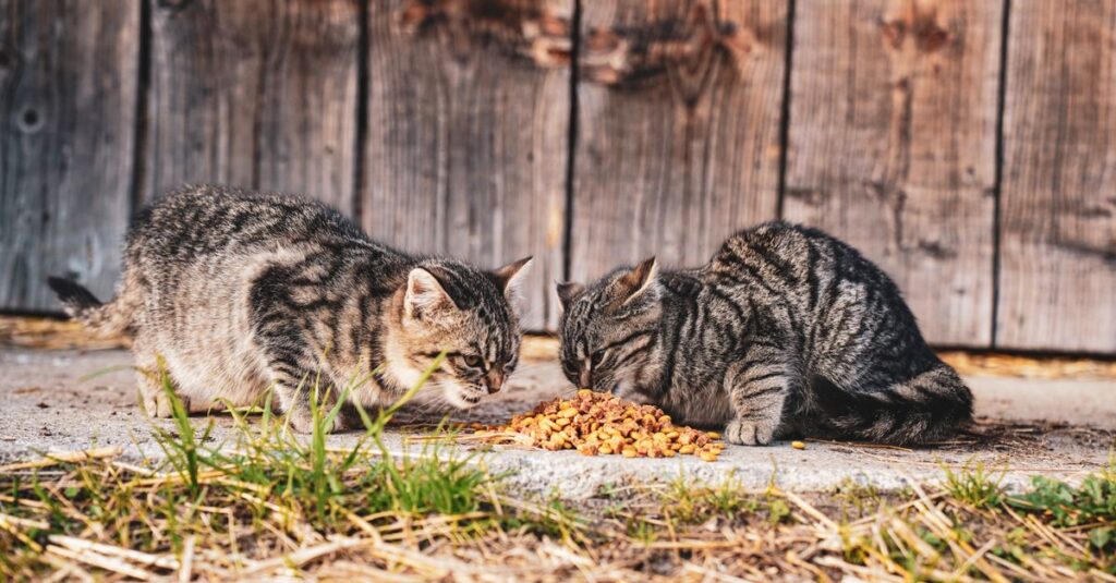 How much should you feed a cat per day?