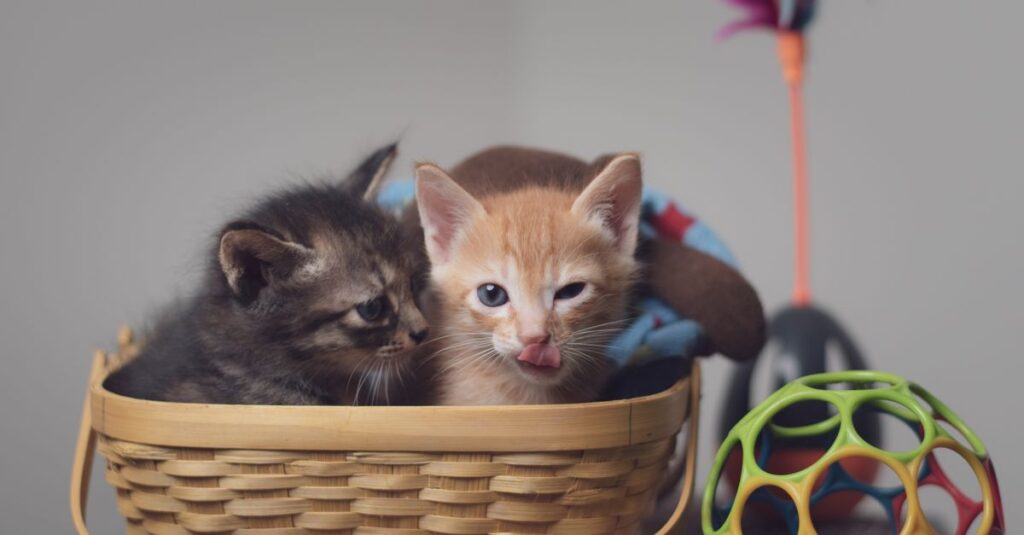 Kittens next to several toys
