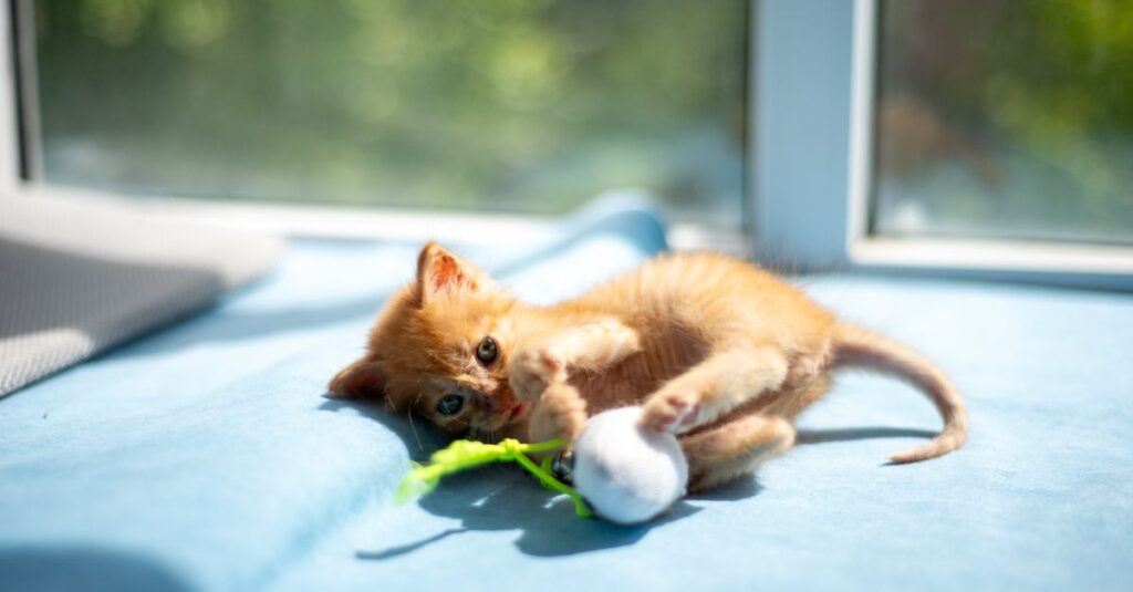 Kitten playing alone with a small ball