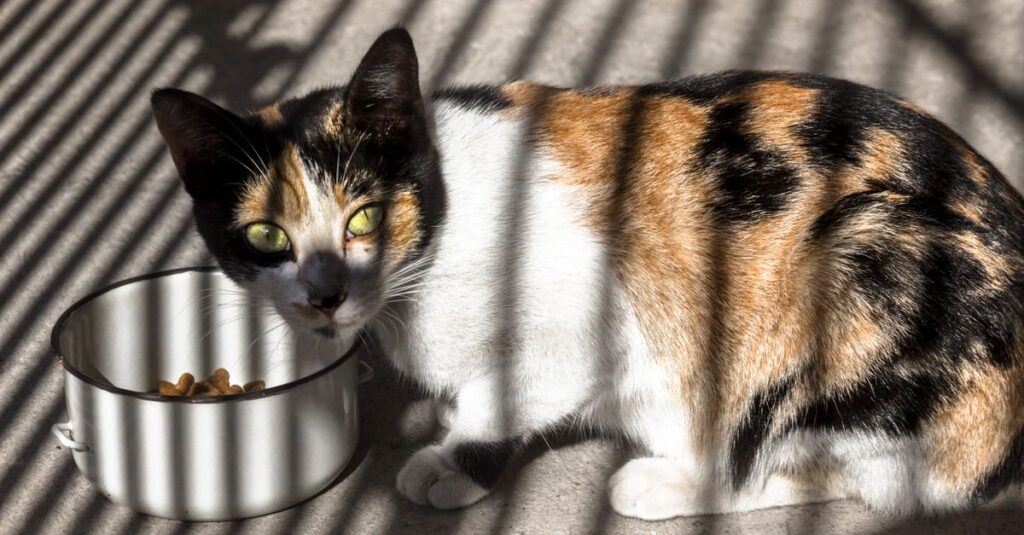 Best automatic cat feeders in 2026 (tested)