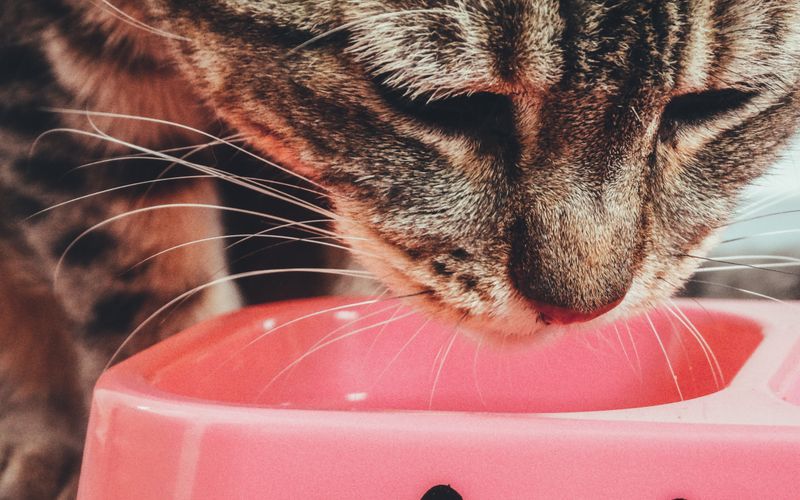 Cat waiting calmly by its feeding bowl at mealtime