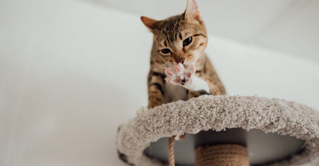 Vertical vs horizontal scratcher: which do cats prefer?