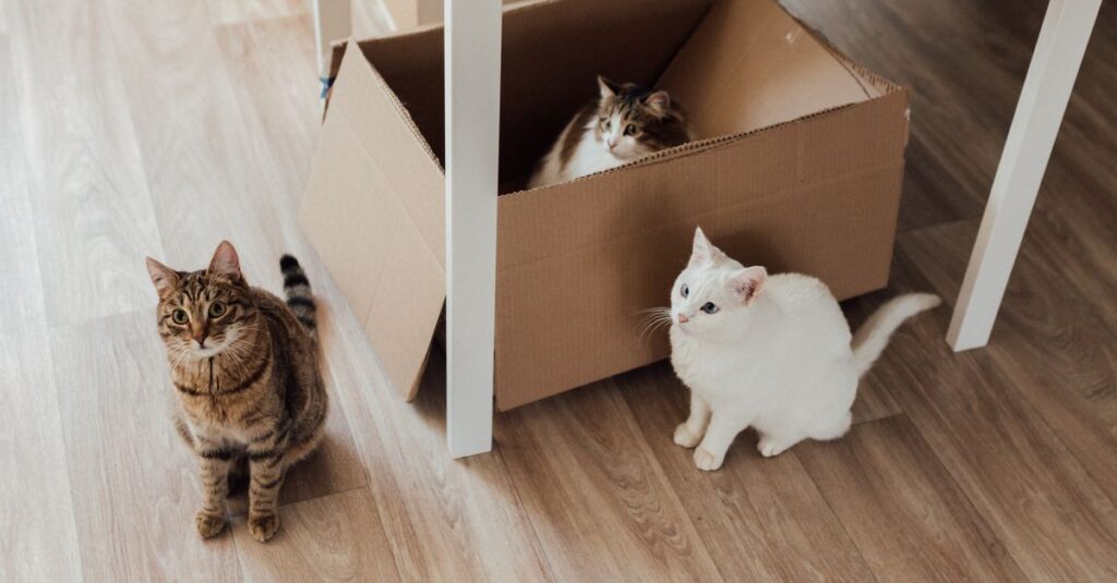 Are automatic litter boxes worth it?
