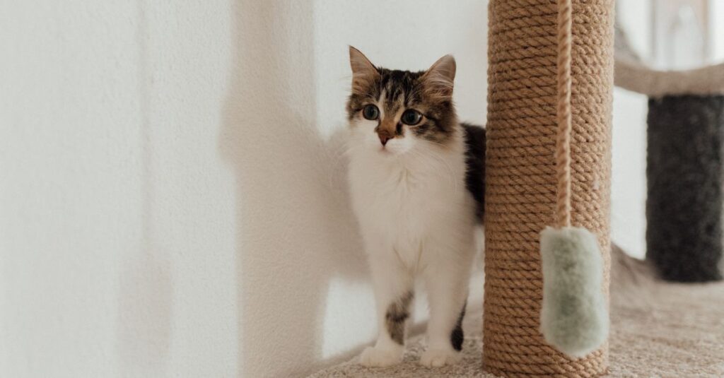 Why do cats scratch everything?
