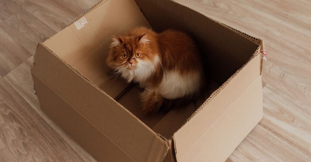 Best automatic litter boxes in 2026 (tested)