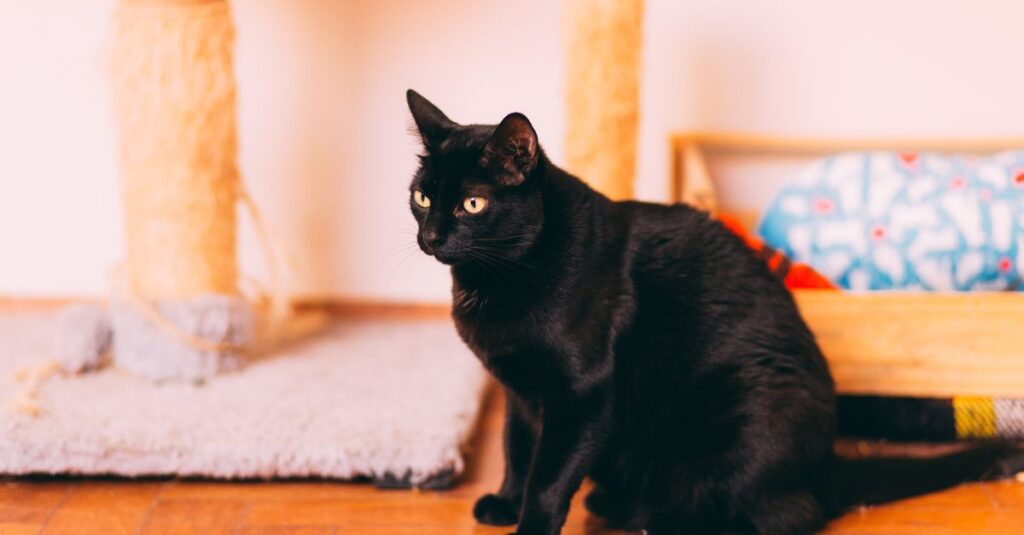 Best cat trees in 2026 (tested and compared)