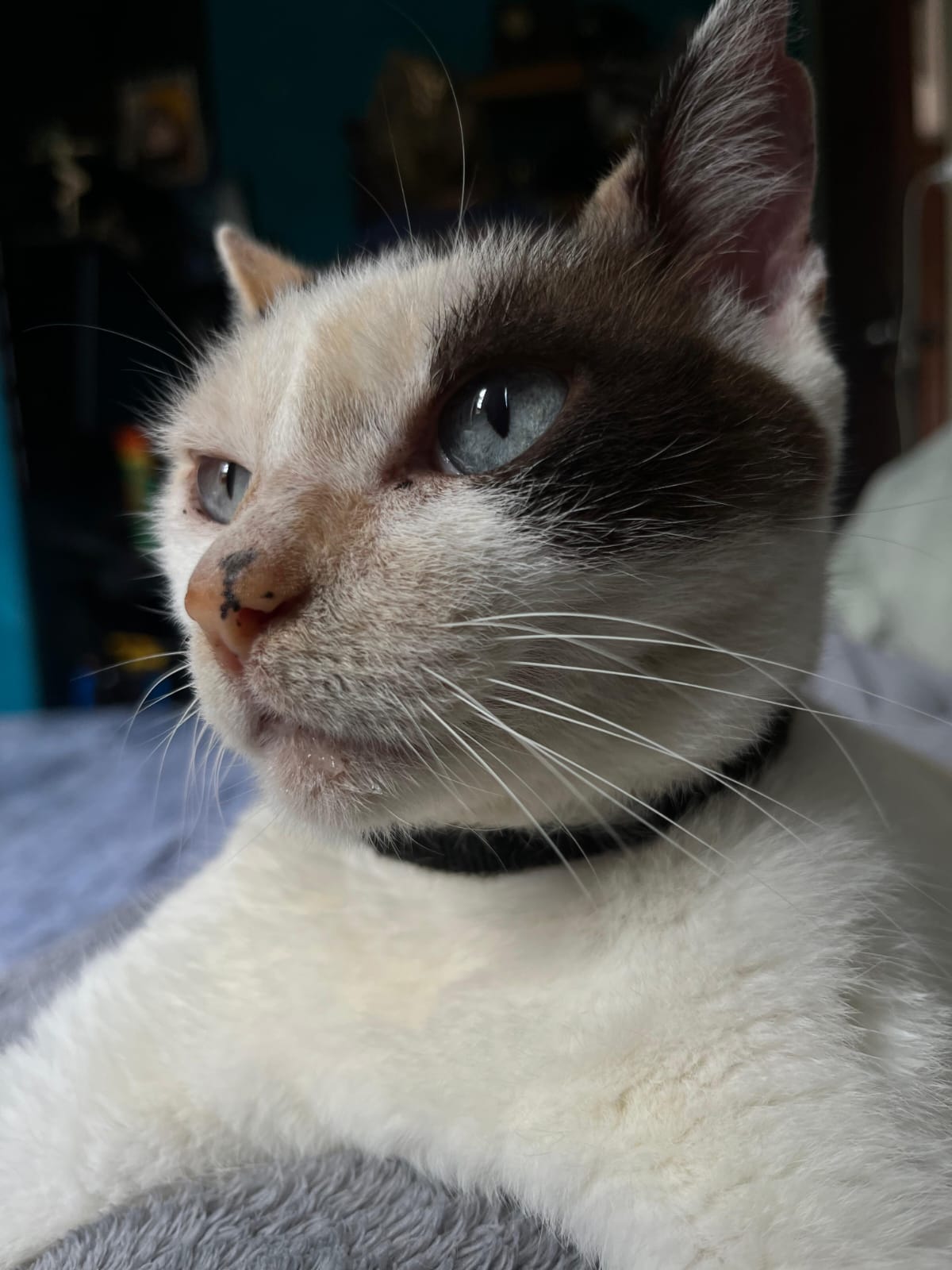 Portrait of a blue-eyed cat