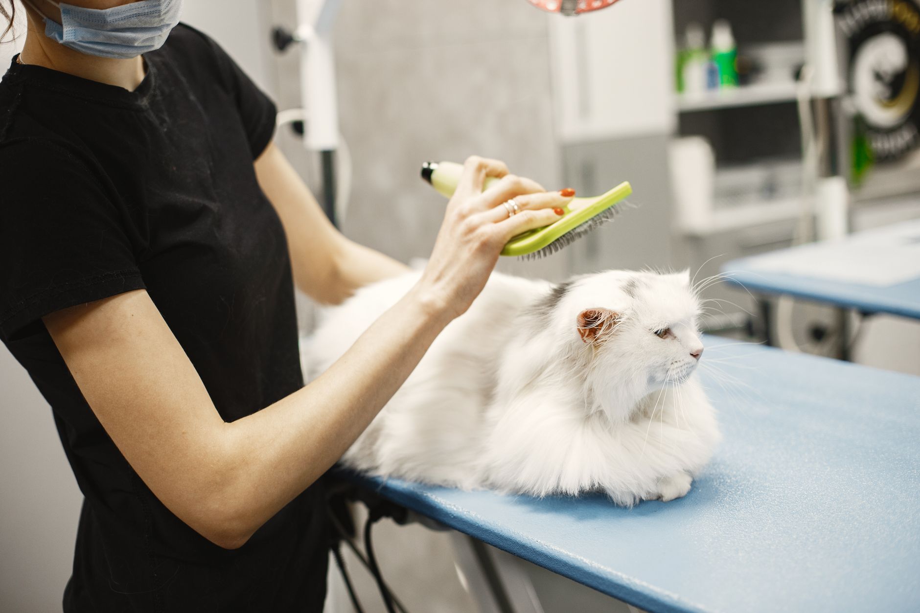 Gato recebendo escovação suave para remoção de pelo solto