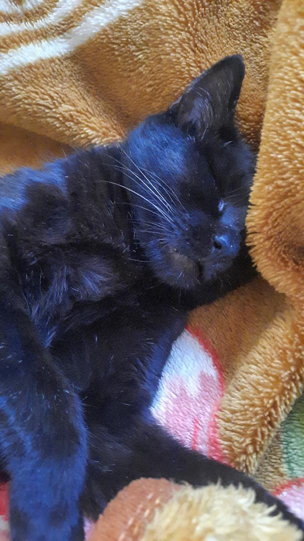 Tilleh sleeping cozily wrapped in a blanket