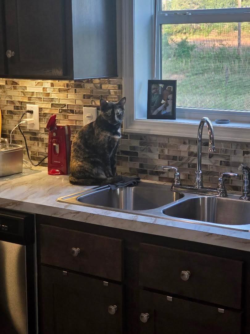 Leaf sitting beside the kitchen sink and looking toward the camera