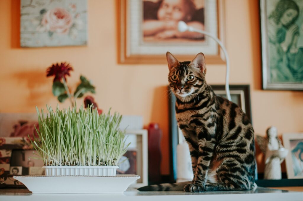 Cat sitting next to a tray of freshly grown cat grass on an indoor table