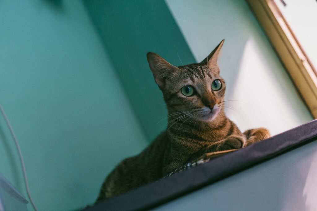 Tabby cat lounging on a sunlit window sill indoors