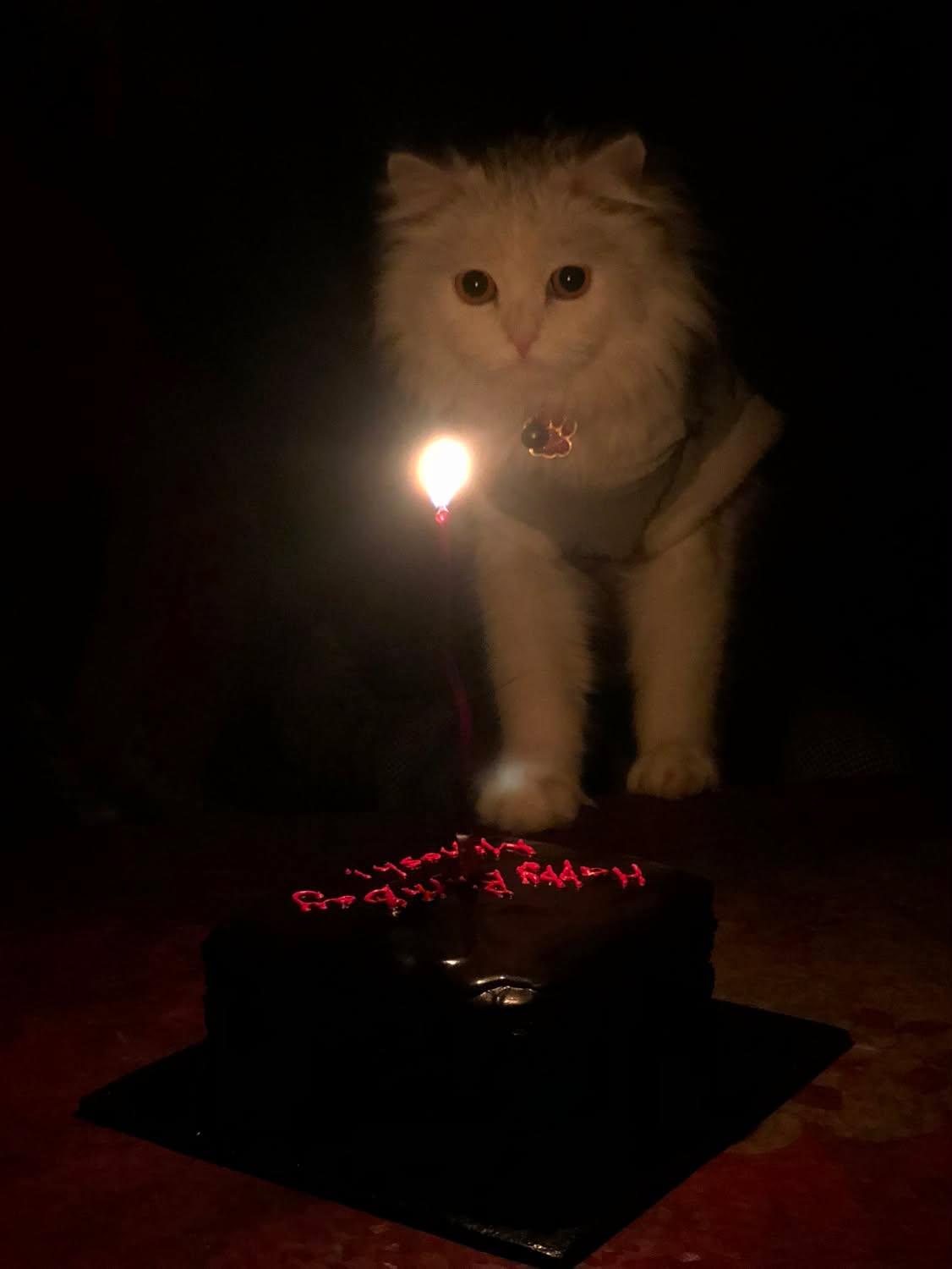 Minnosh celebrating her birthday with a small cake and candle