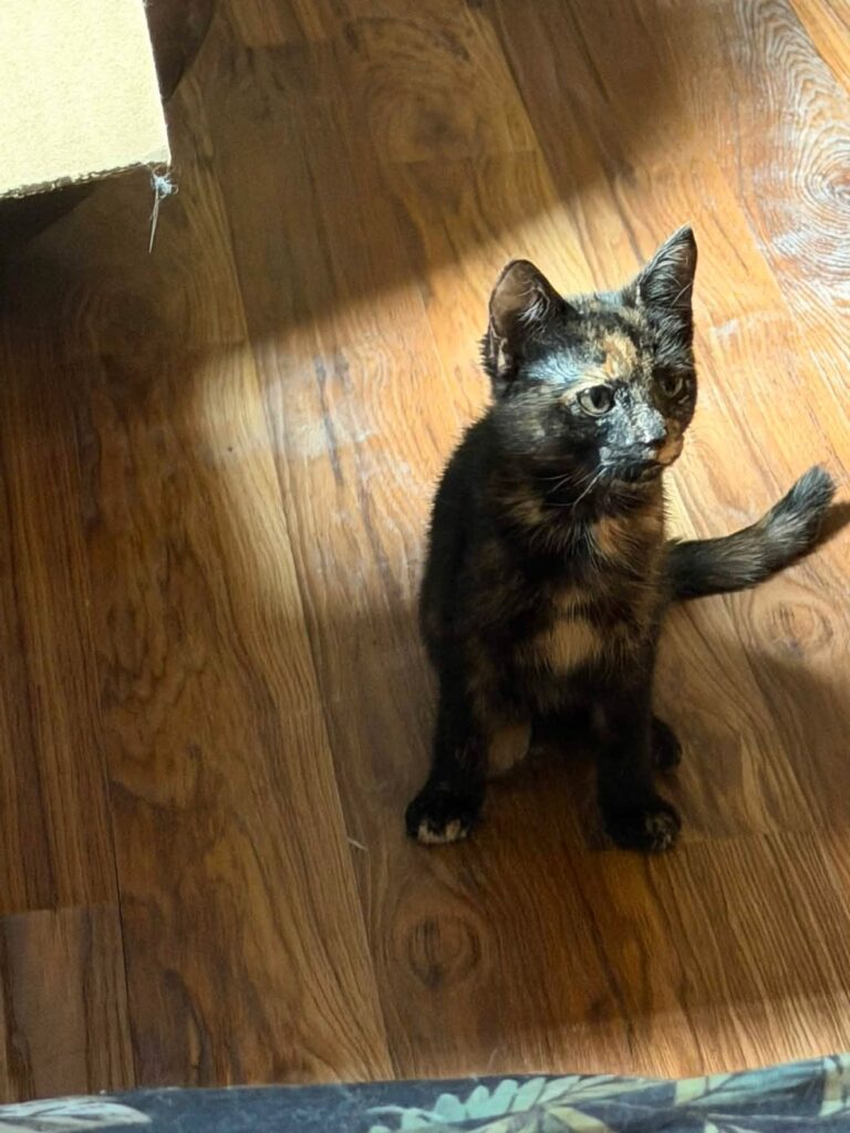 Eerie, a rescued tortoiseshell cat with balance issues