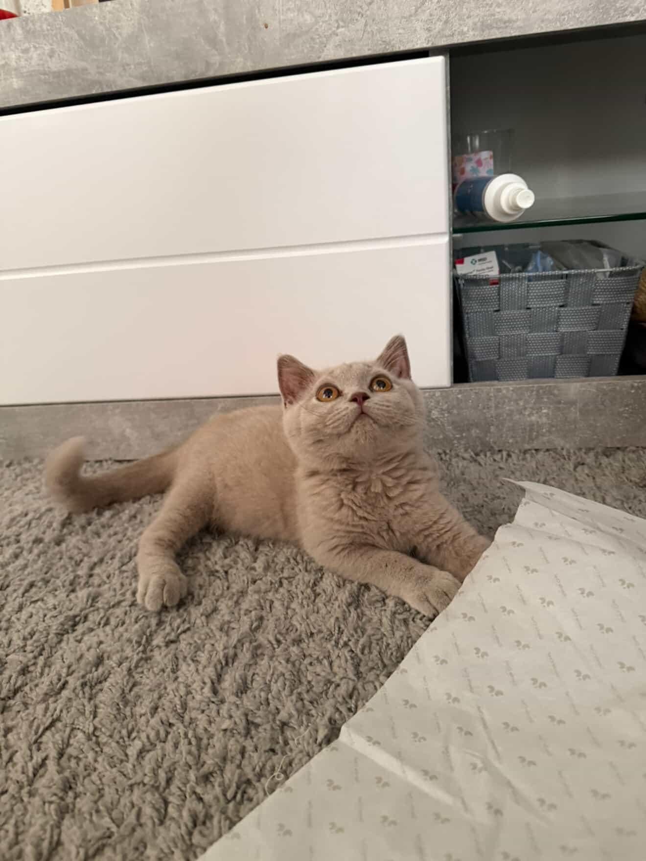 Bruno the kitten lounging on a rug looking up