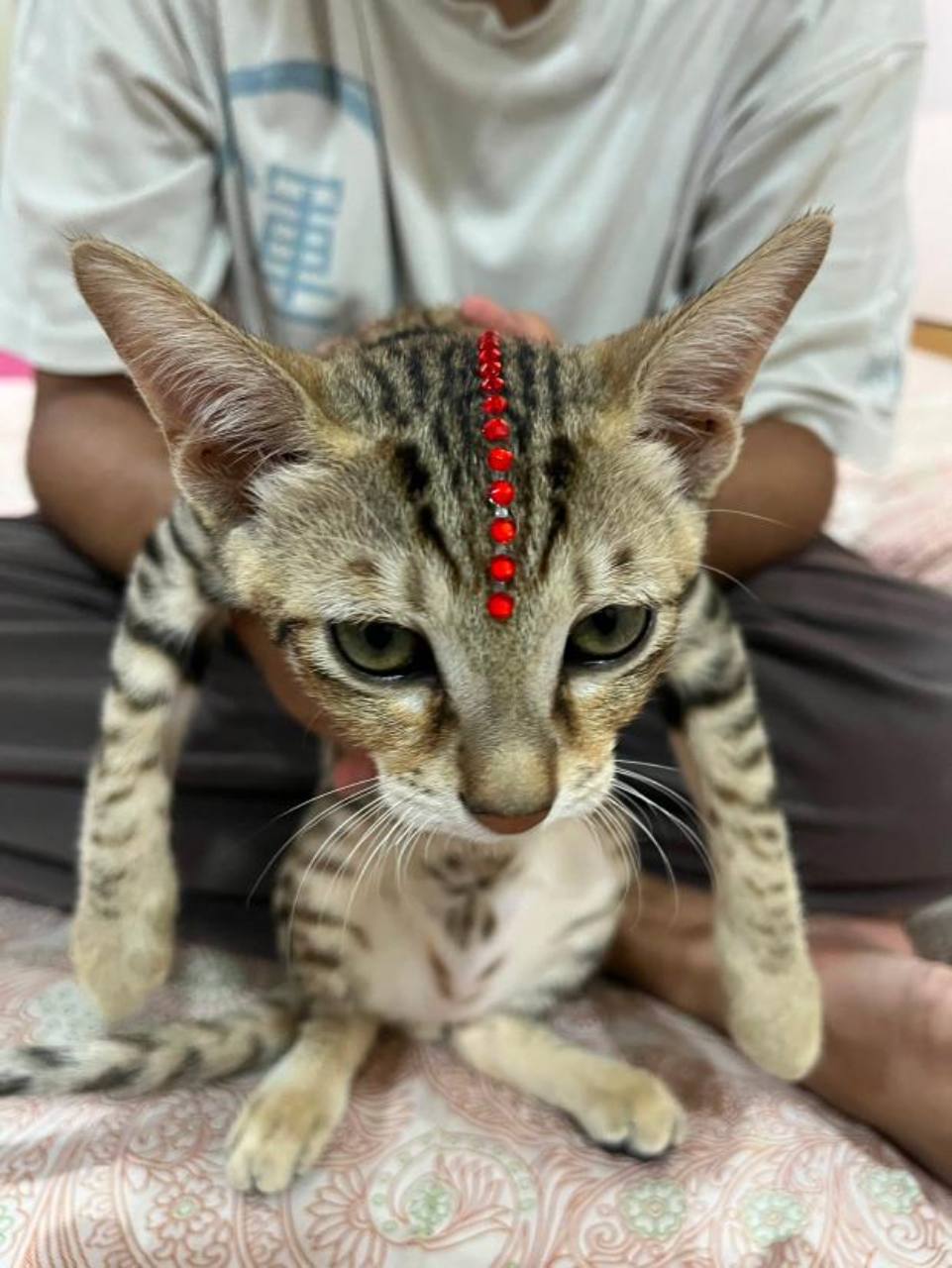 Scooter, a brown tabby kitten, sitting on a bed and wearing a small red decoration