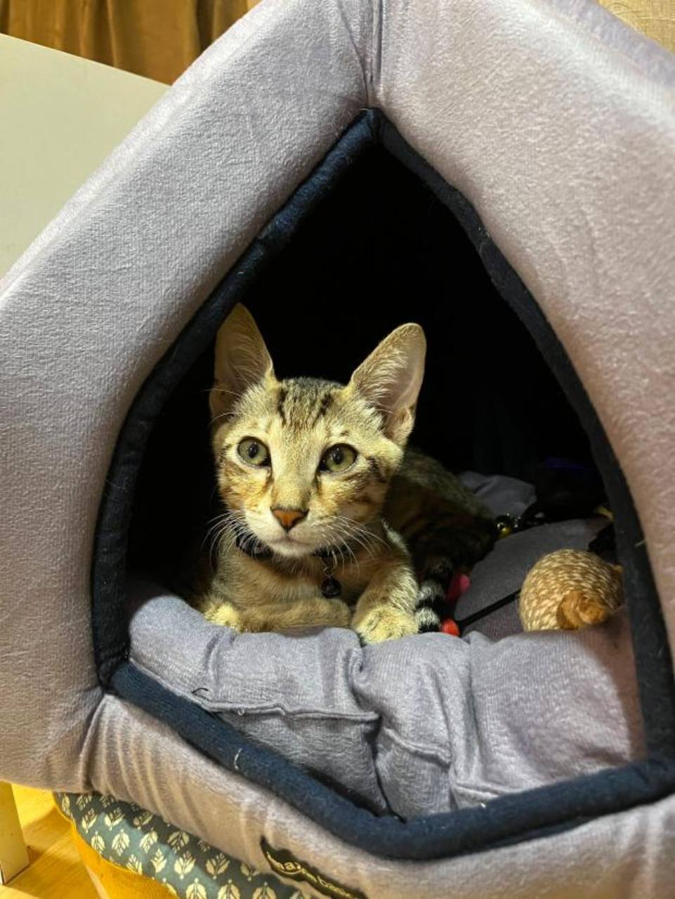 Young Scooter resting inside a soft cat tent