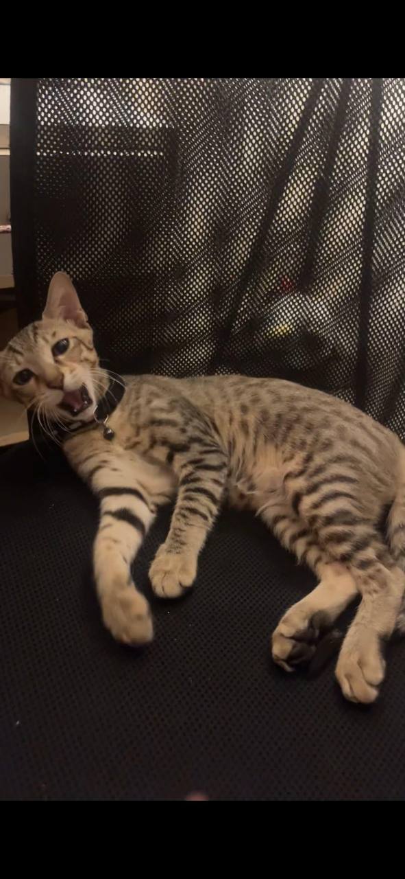 Scooter lounging on a black mesh chair