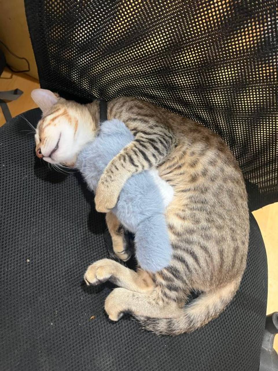 Scooter sleeping comfortably on his back in bed