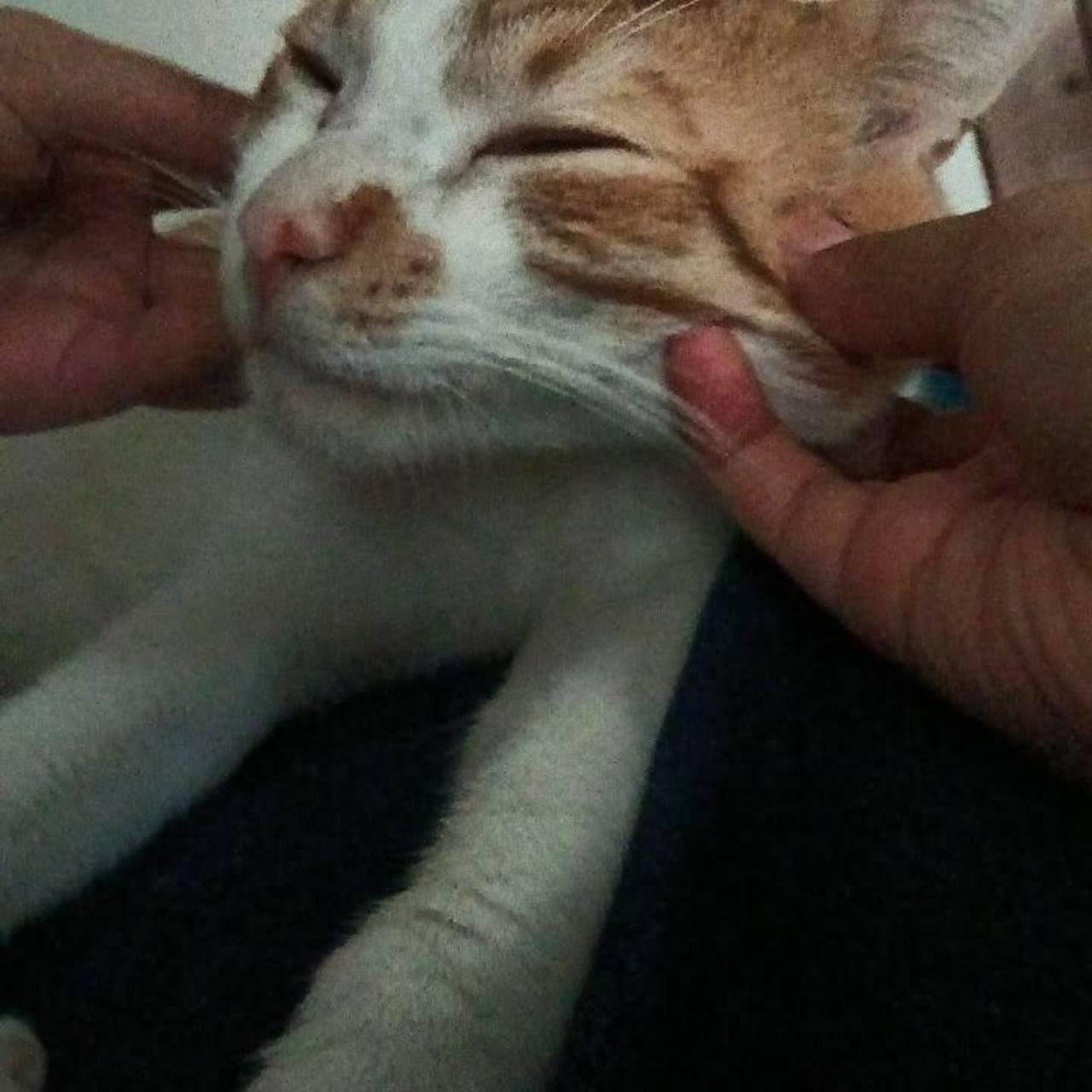 Vanilla enjoying chin scratches