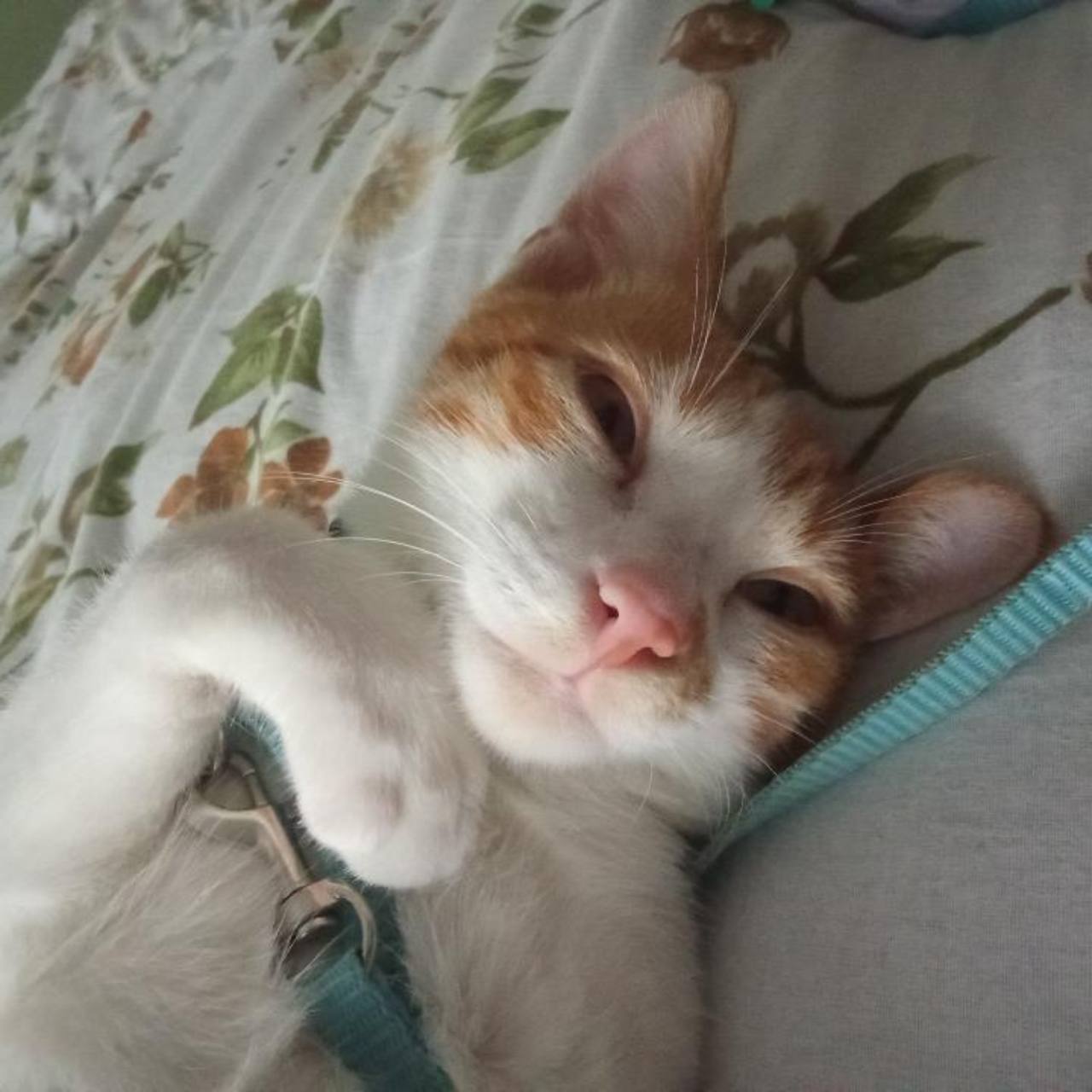 Vanilla resting comfortably on a patterned bed