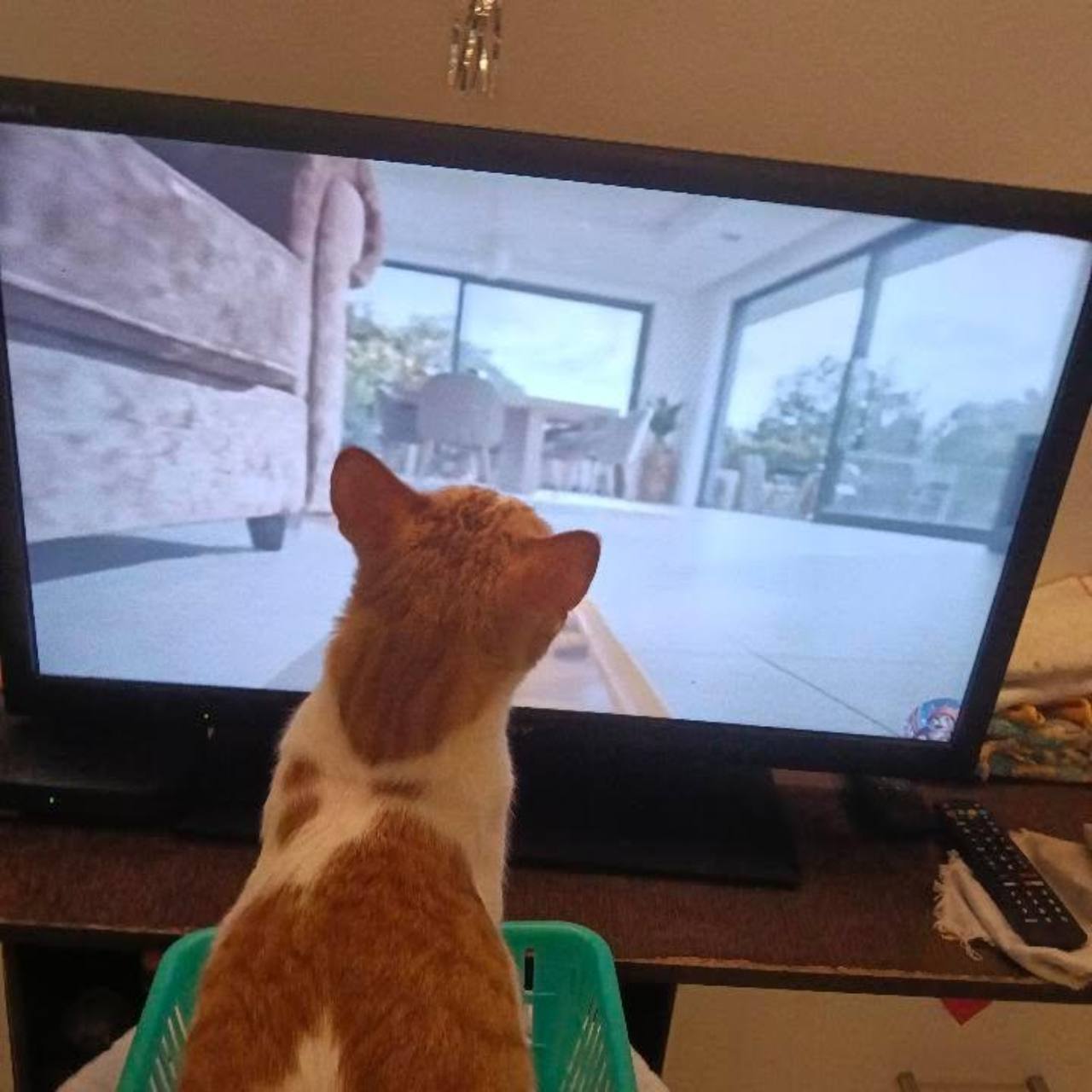 Vanilla watching a cat video on television