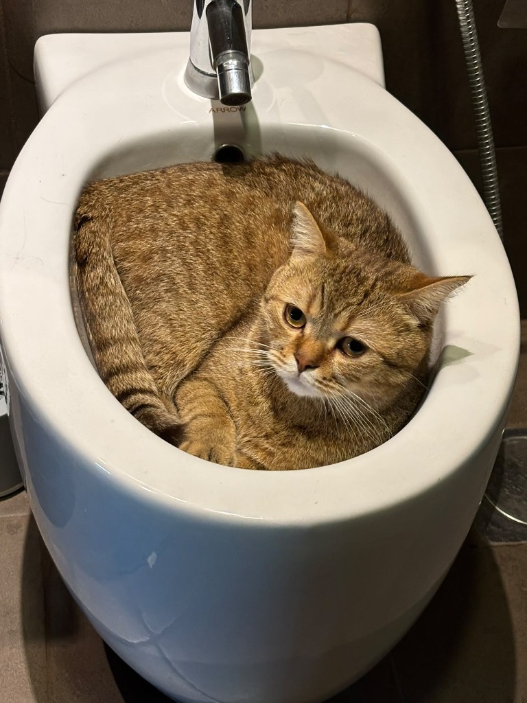 Cat curled up perfectly asleep inside a porcelain bathroom bidet