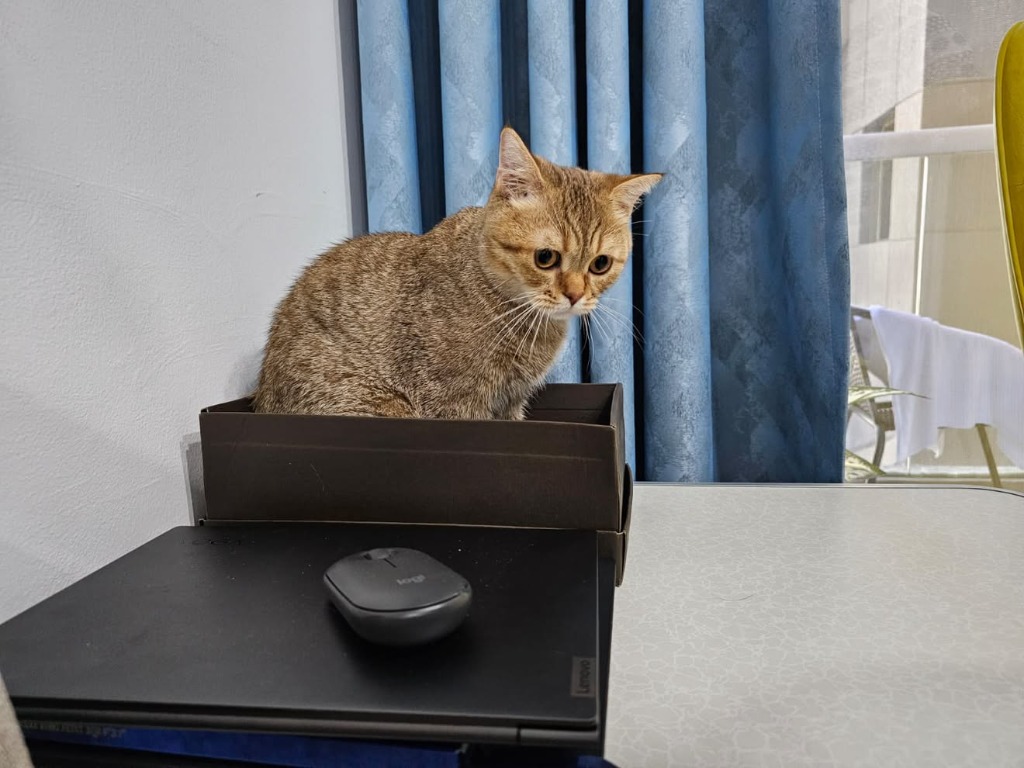 Cat sitting comfortably in a shallow shoebox on home office desk beside laptop
