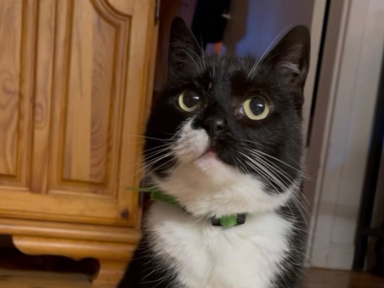 Freya the 12-year-old tuxedo cat looking up with bright yellow eyes and green collar