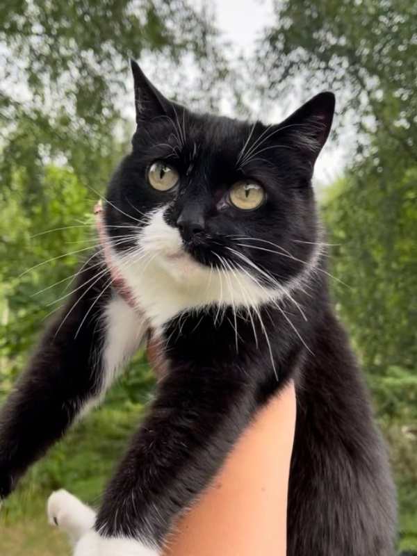 Freya the tuxedo cat being held comfortably outdoors by her human under the trees