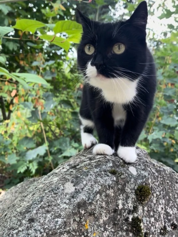 Freya the tuxedo cat standing bravely on a forest boulder surrounded by green vegetation with white paws alert