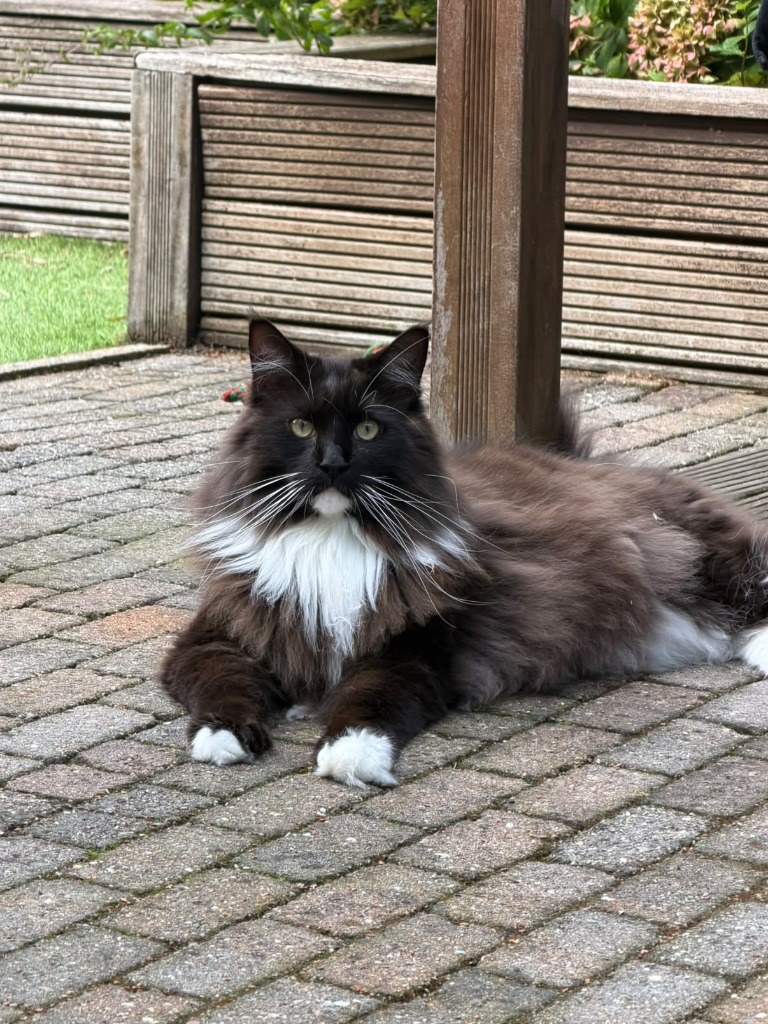 Koen the Maine Coon lying majestically on the patio bricks with long fluffy fur and white paws