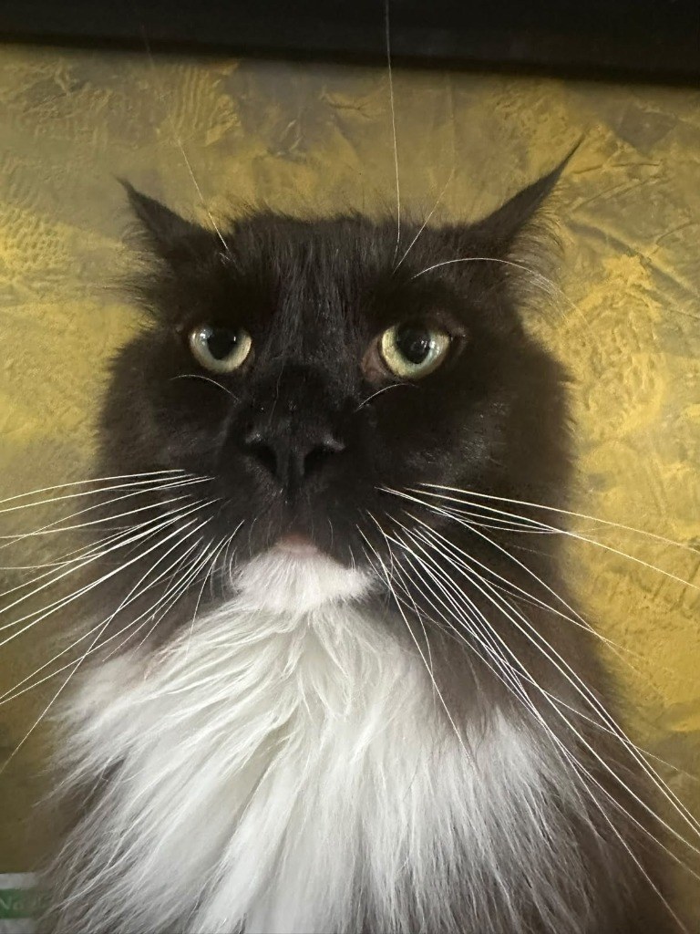 Close-up of Koen the black and white Maine Coon with an unblinking gaze and white whiskers