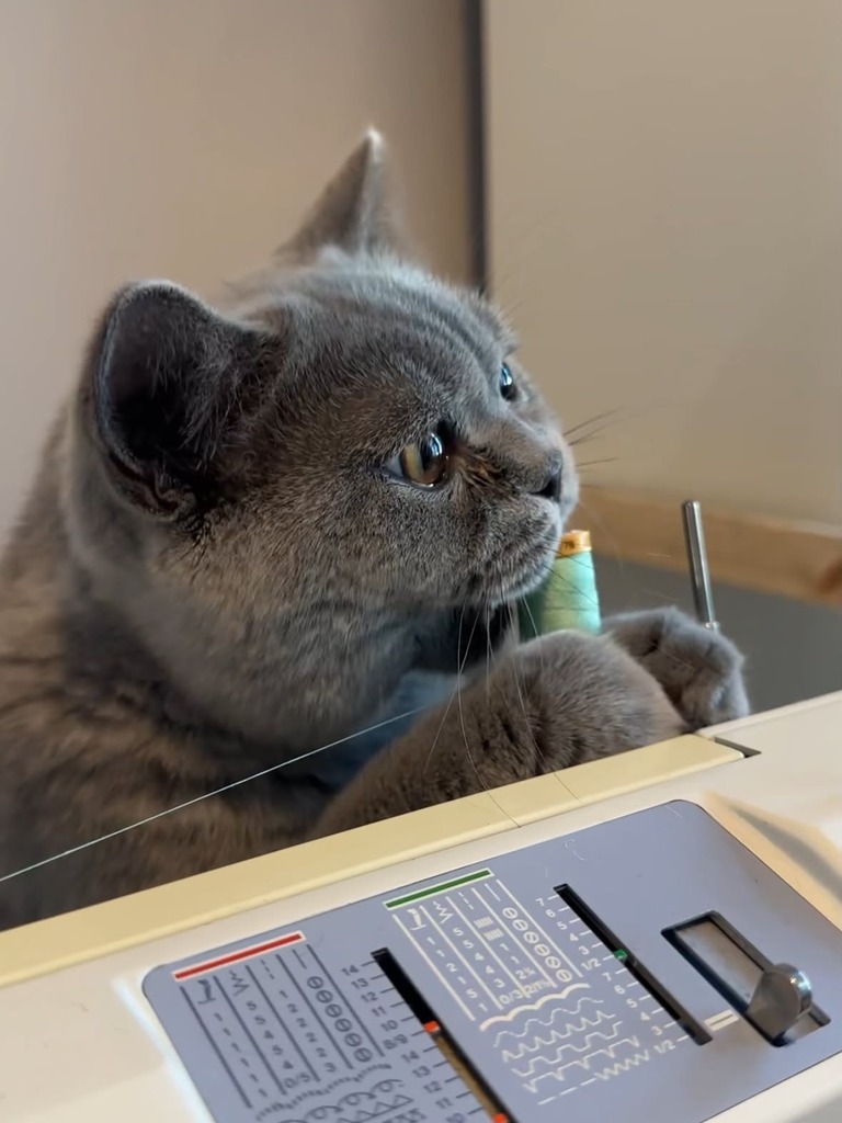 Māo the Blue British Shorthair kitten gripping a mint-green cotton reel of thread with both plush paws and biting it