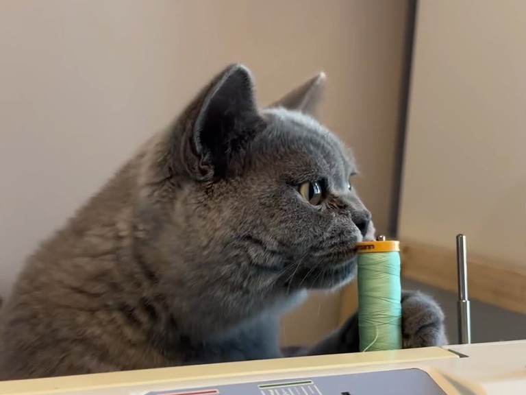 Māo the 6-month-old Blue British Shorthair kitten inspecting a mint-green spool of cotton thread on a sewing machine