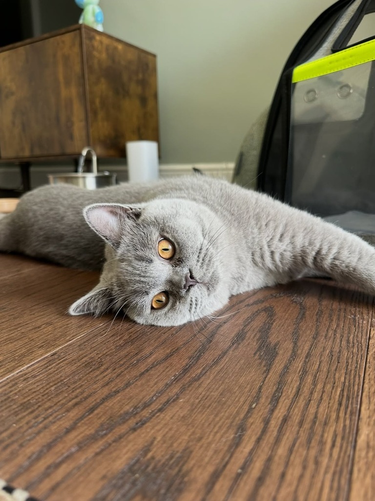 Māo the 6-month-old Blue British Shorthair kitten lying on his side on a wooden floor with bright amber-copper eyes